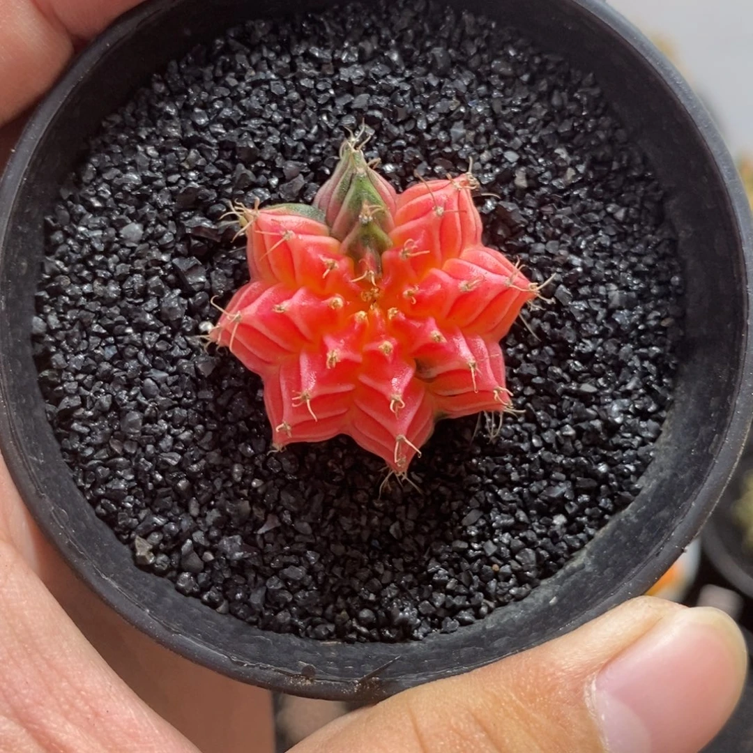 精品米哈—天天放假25