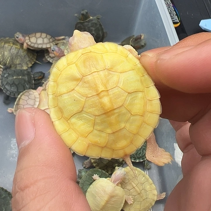 绿毛龟母白巴11111