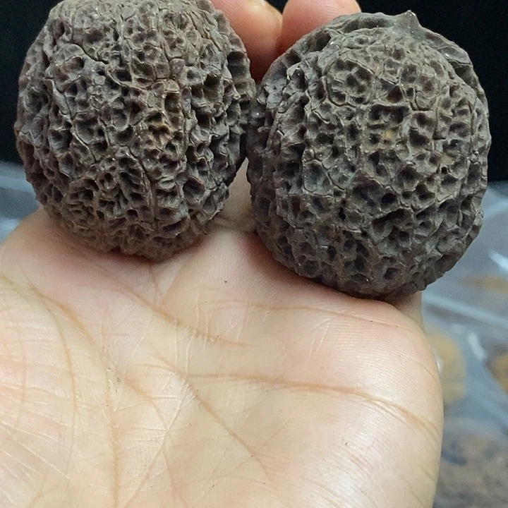 把件文玩核桃云南铁核桃基地60