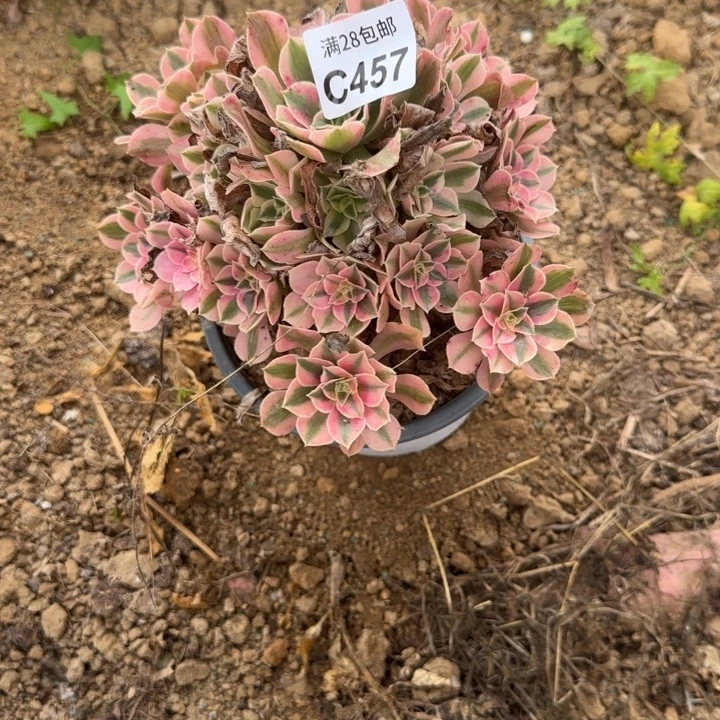457 多肉植物不包括断枝