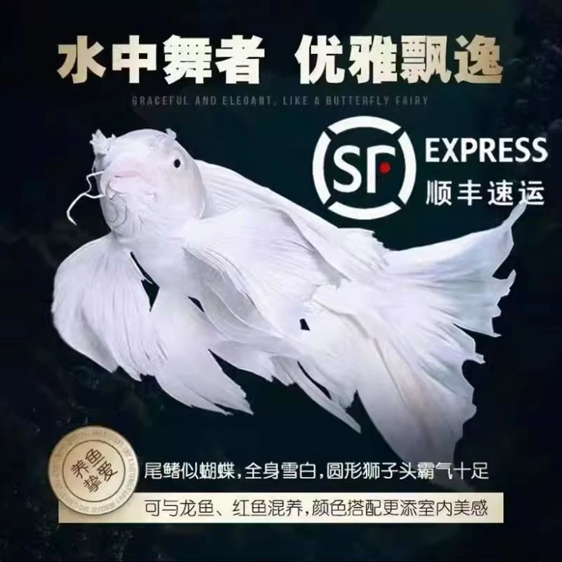 精品冷水观赏鱼白普身白蝴蝶鲤寸片2-3厘米七鳍身形高品质