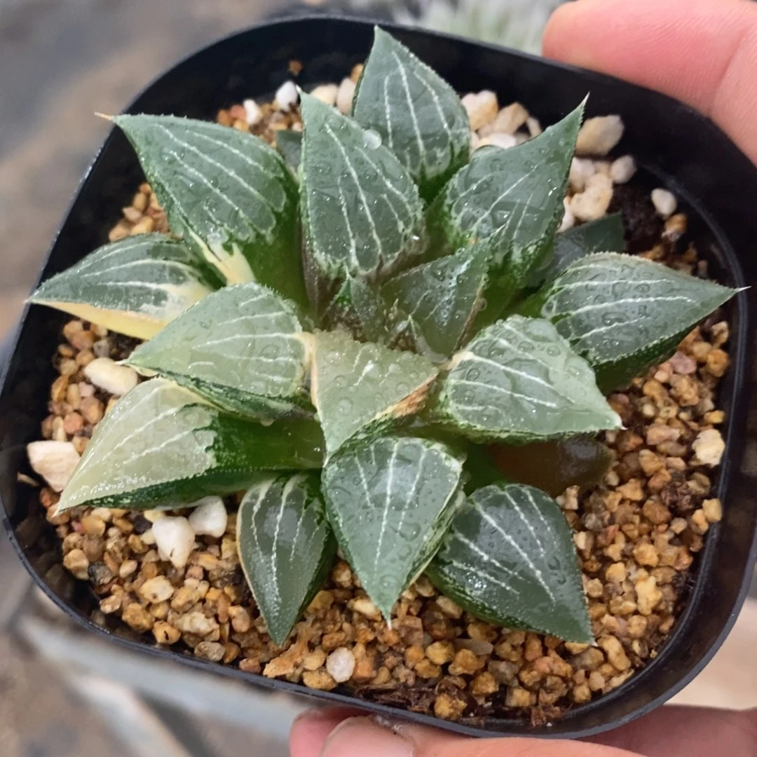 425 一颗实生寿锦 点赞福利