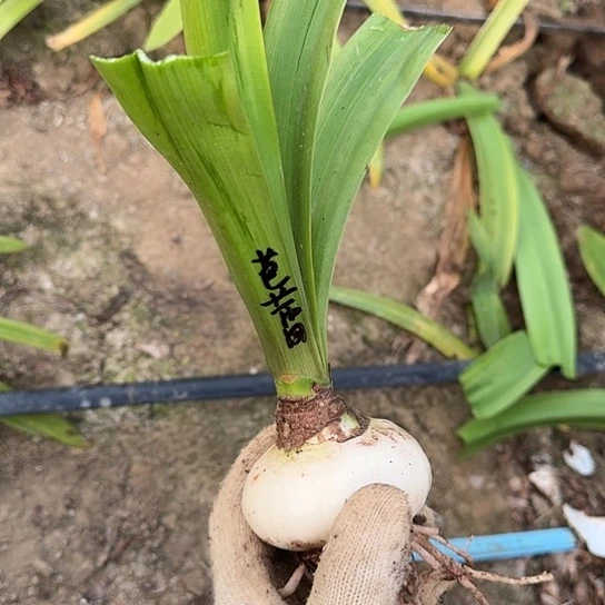 芭蕾舞女 6.5～7.5开花包对版