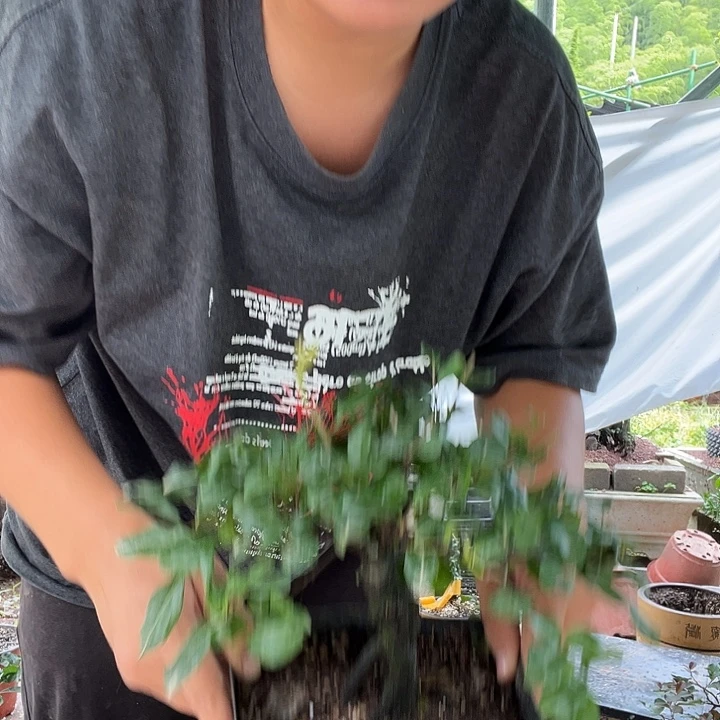 崇***影无花朵金弹子盆景系列产品