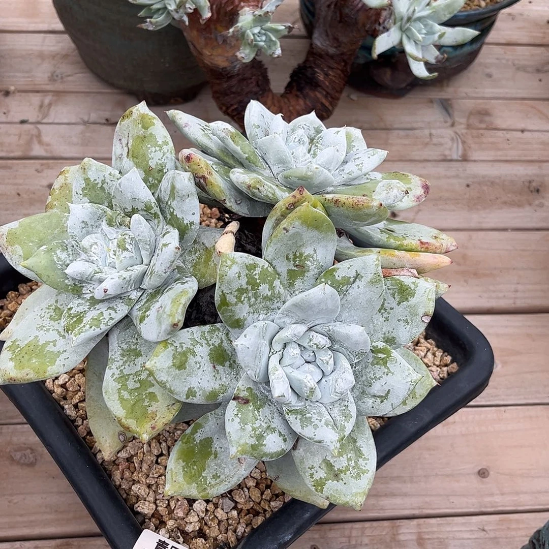 大三头小鹿多肉一物一拍