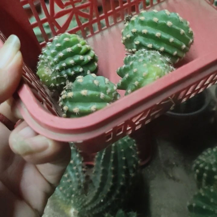 仙人球阿尔特那侧芽3公分以上