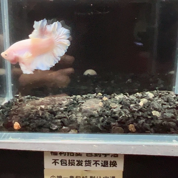 斗鱼一单包邮14日141