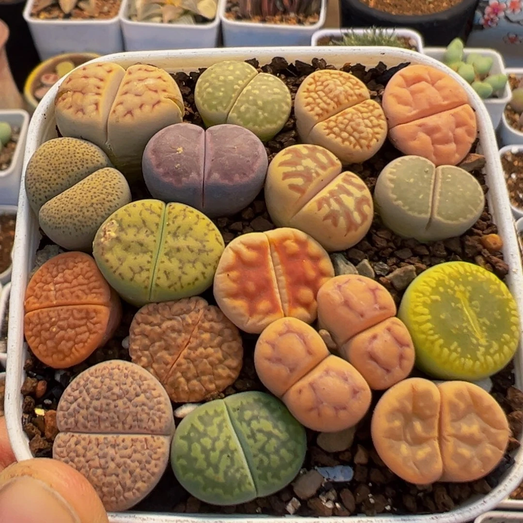 80多肉植物百科植物