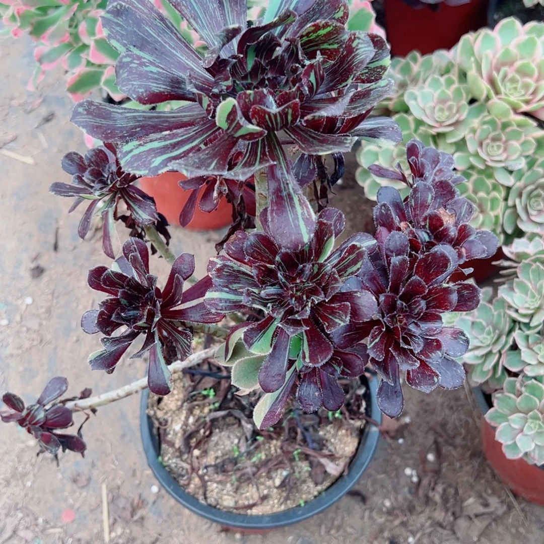 918水墨丹青多肉植物法师