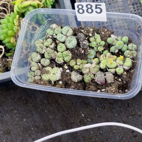 885肉缀切糕一物一图如图