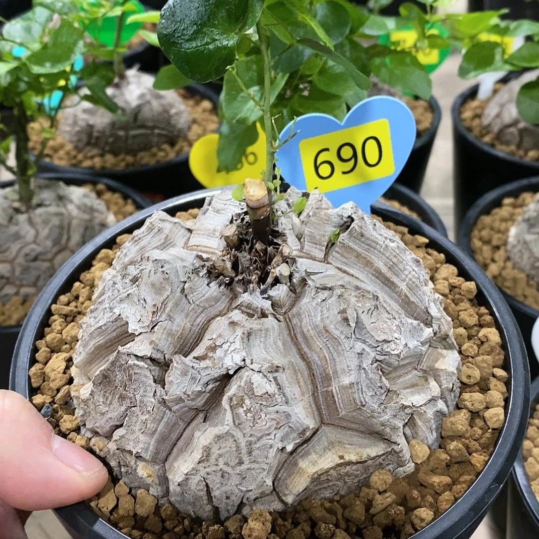 南非龟甲龙龟甲龙