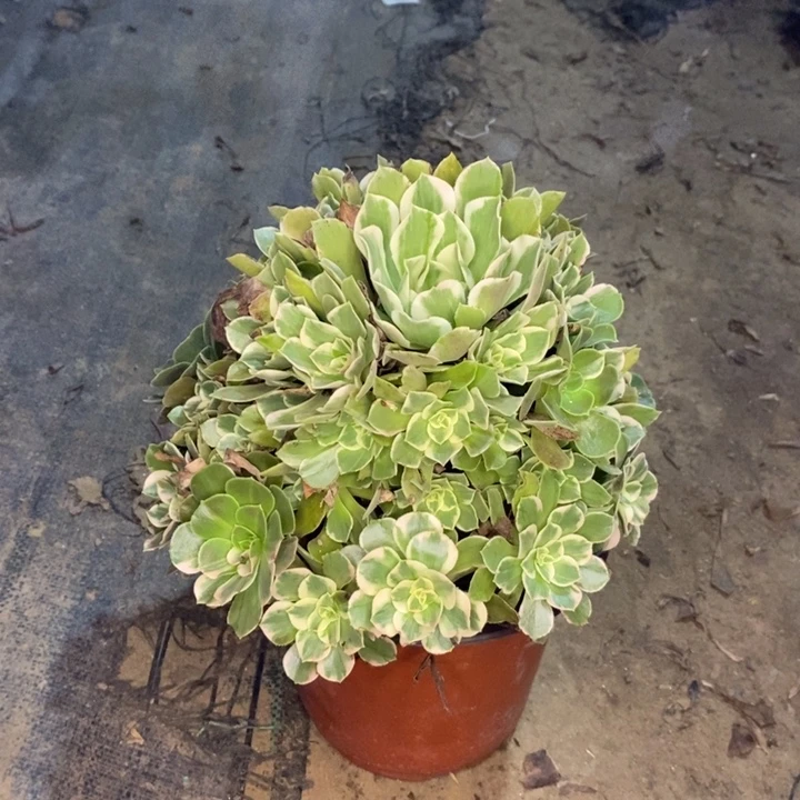 女妖多肉植物020