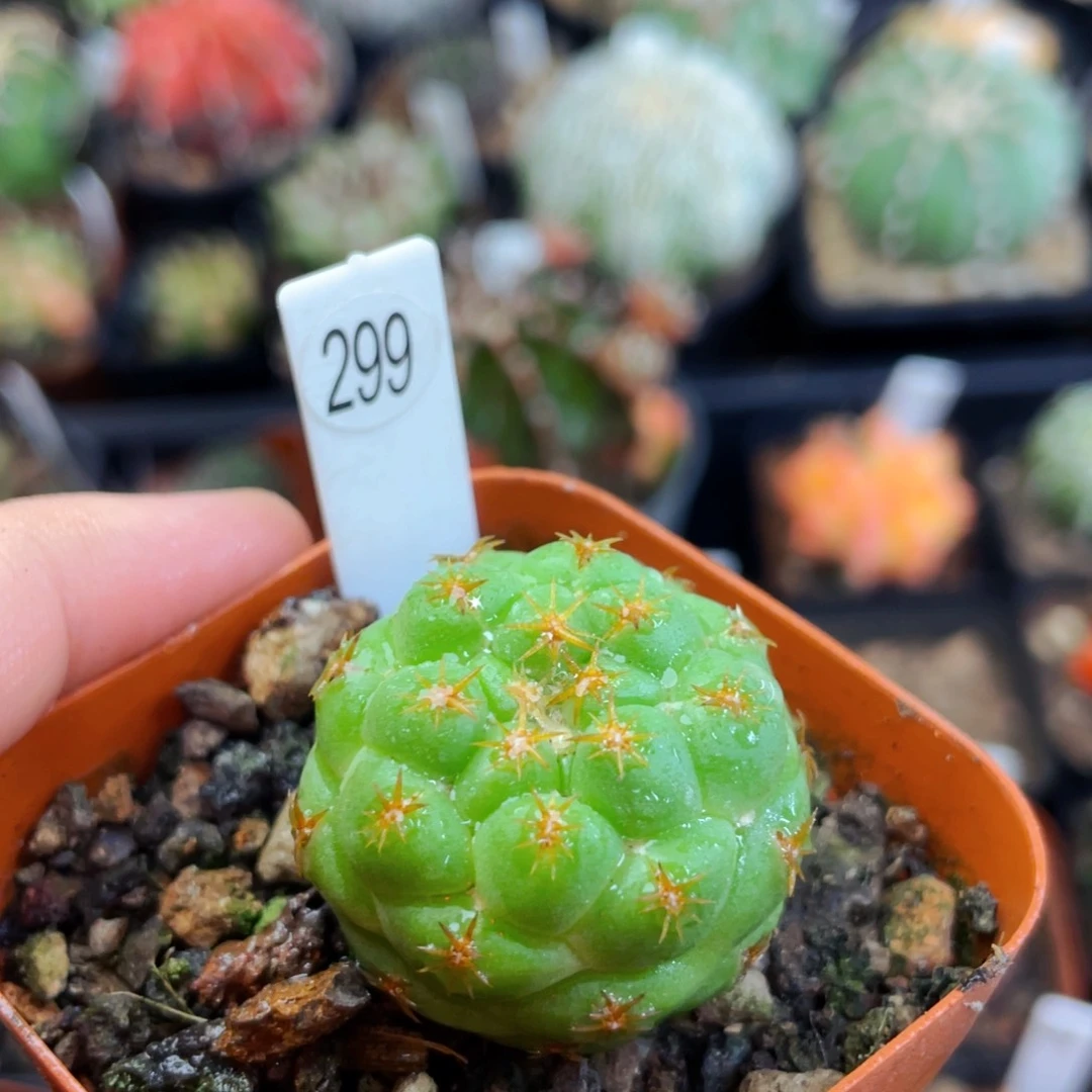 短杆刺象牙实生盆5公分满25包邮裸根发货