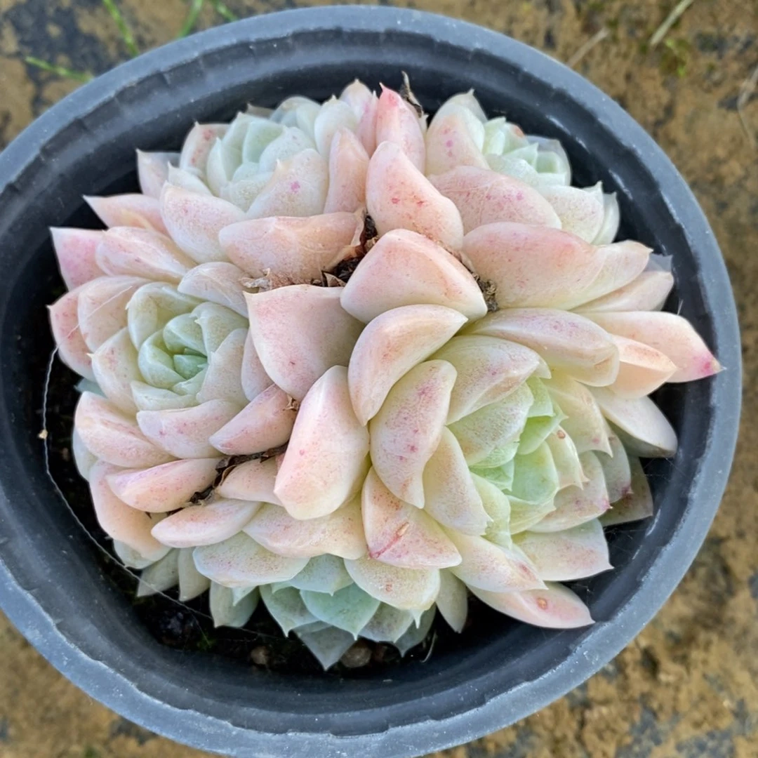 可问主播品种，下滑链接更多品种多肉选择