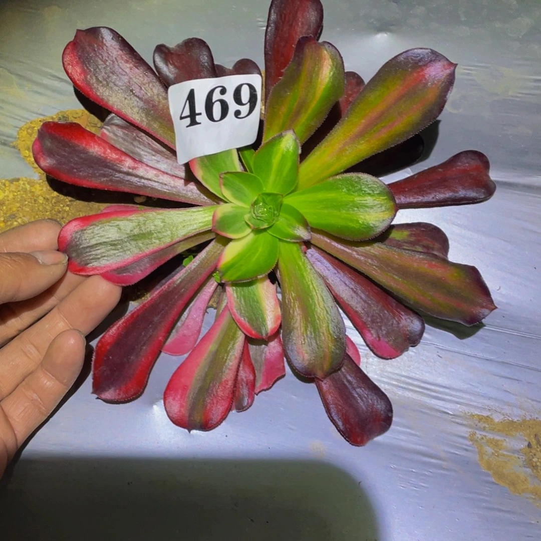 凤冠花脸多肉植物469