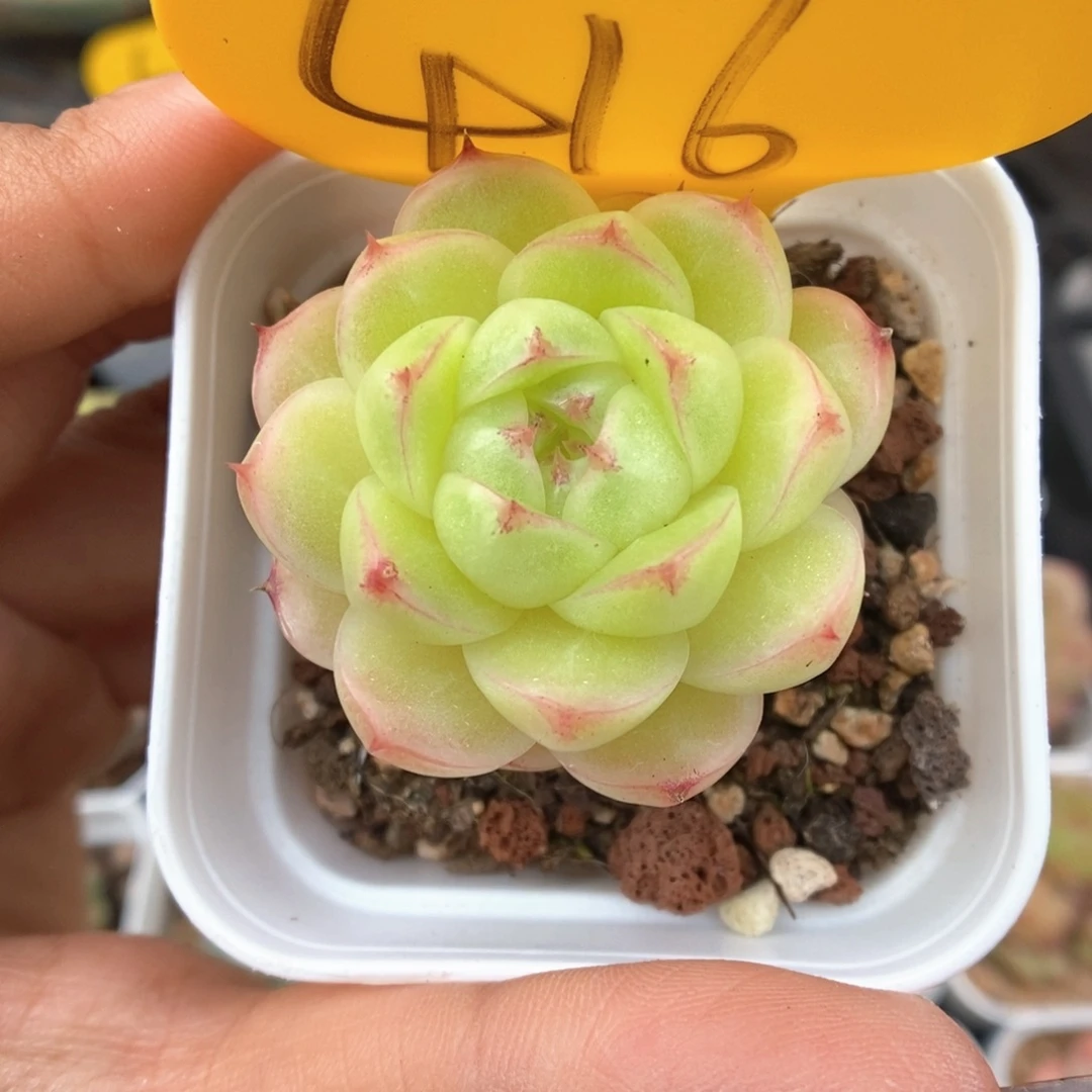 菠萝蜜麦秆416号。