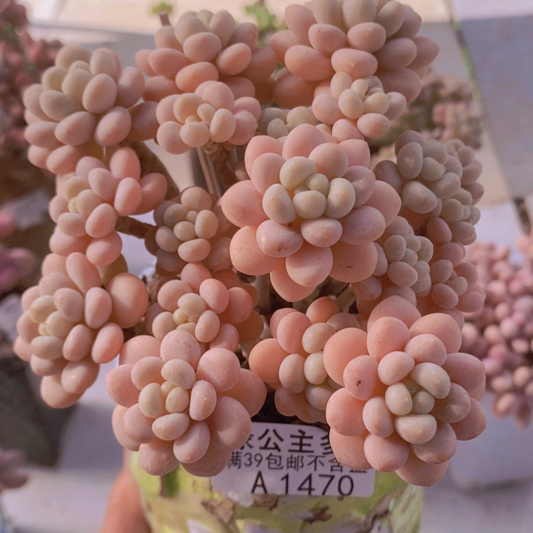 洛可可10cm1470多肉植物