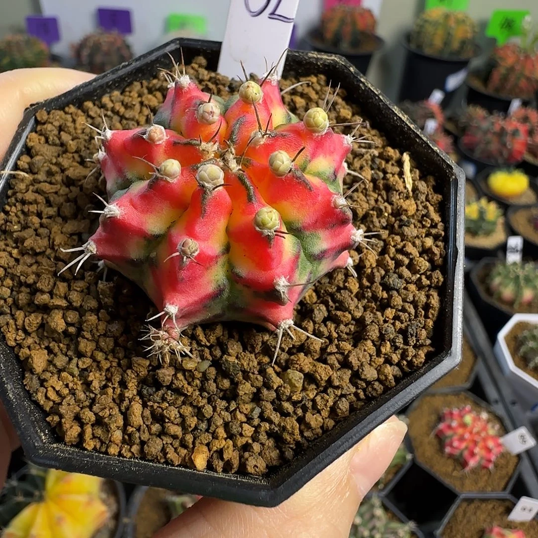 侧芽花蝴蝶喜欢直接拍