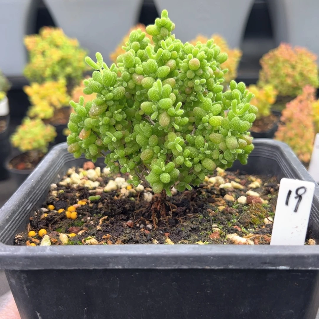 金桔糖球小树款19号