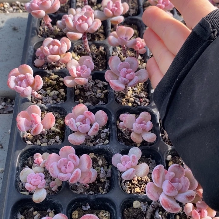 71 多肉植物盆栽花卉