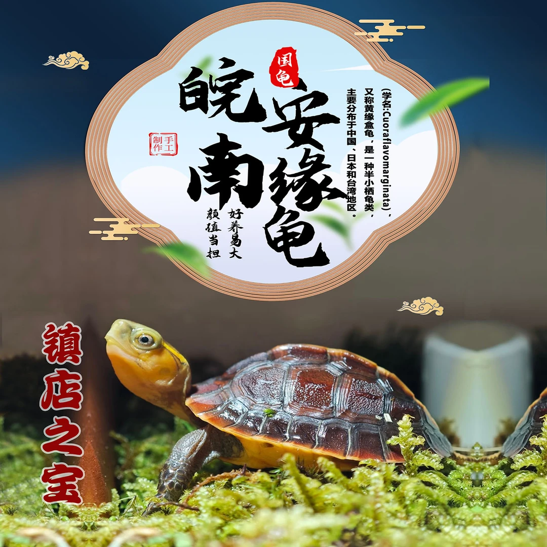 安徽黄缘龟原种活体安缘龟苗皖南观赏幼龟宠物龟半水