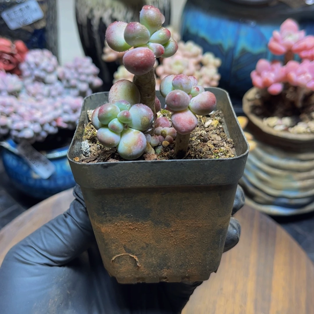 475苹果奶5厘米多肉