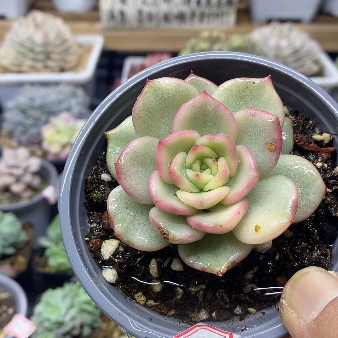 05118 白玫瑰覆轮锦