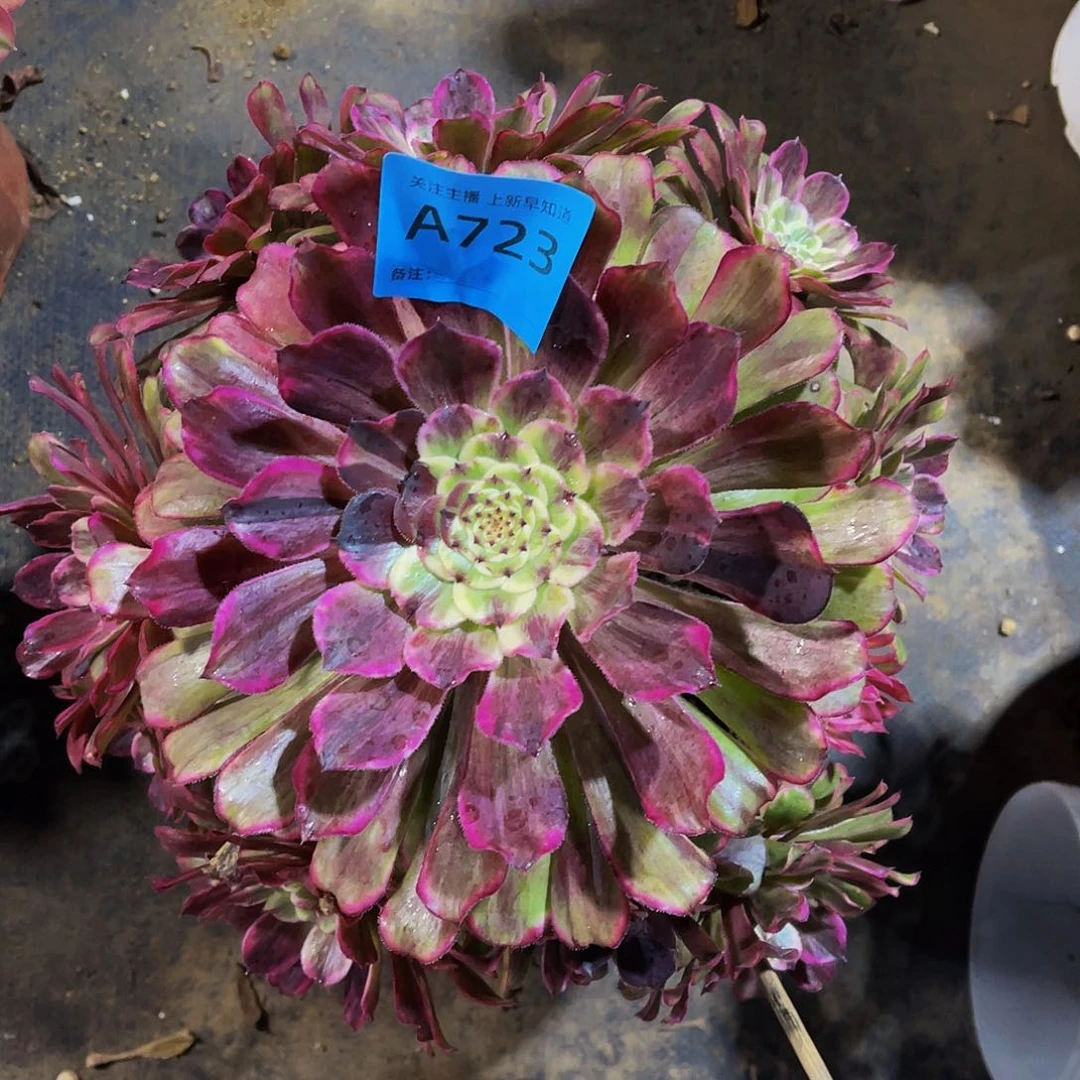 多肉水墨画脱土发货723