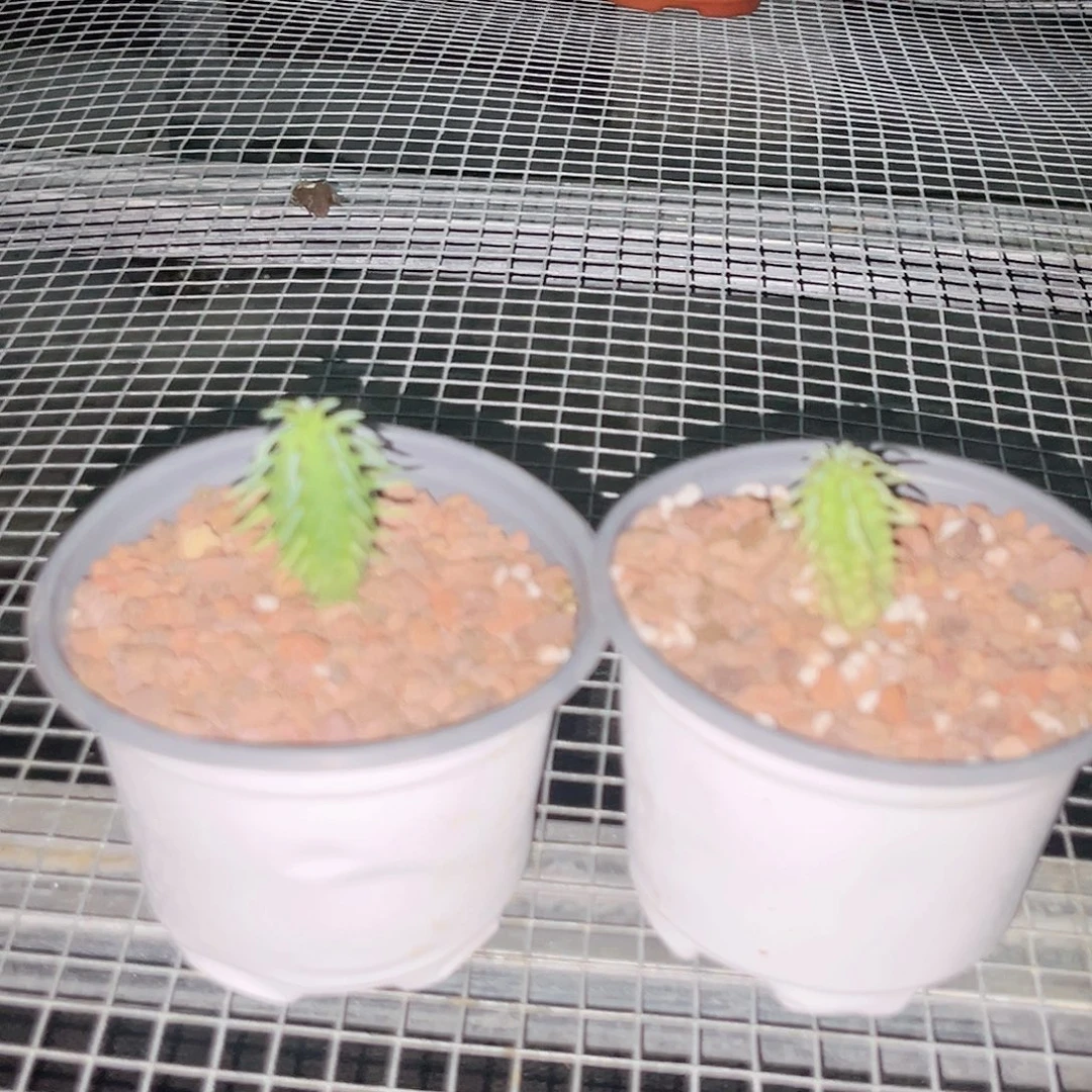 多肉植物群星冠实生俩颗脱土