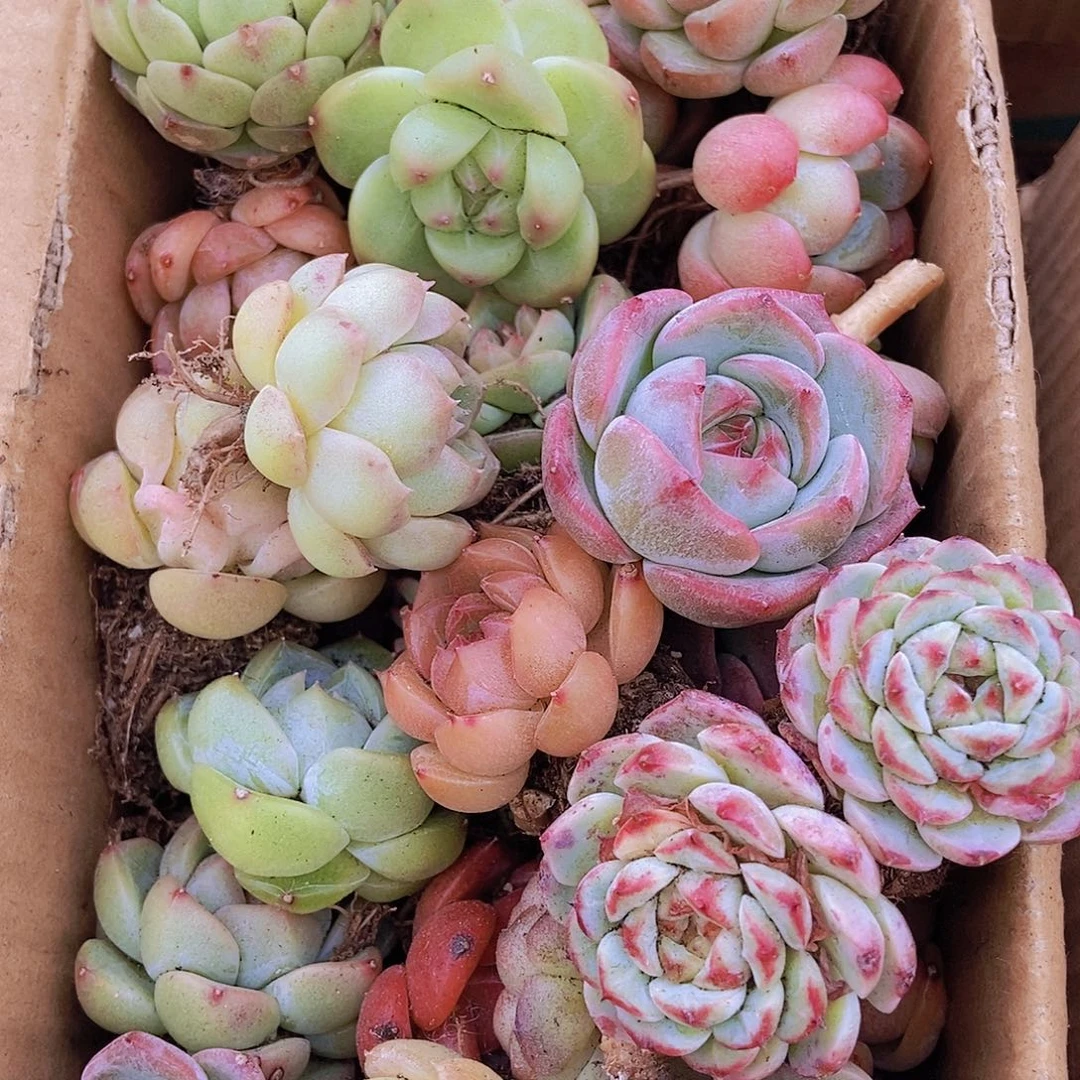 0000000000001量拍保底20颗