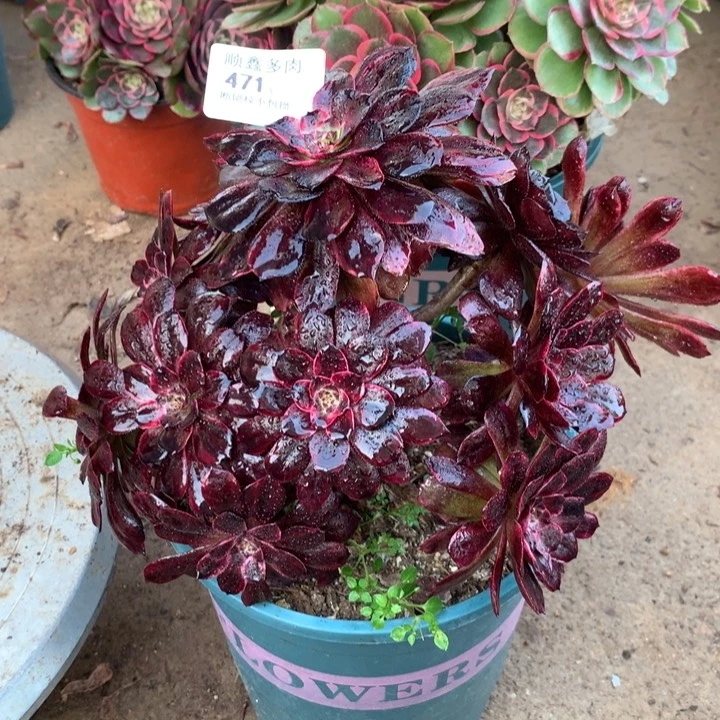 471墨颜多肉植物