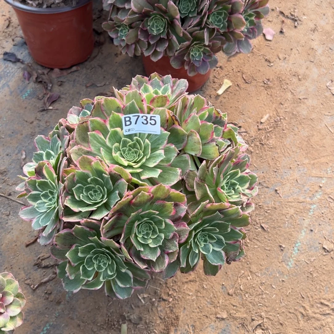 用***9735水蜜桃多肉植物法师