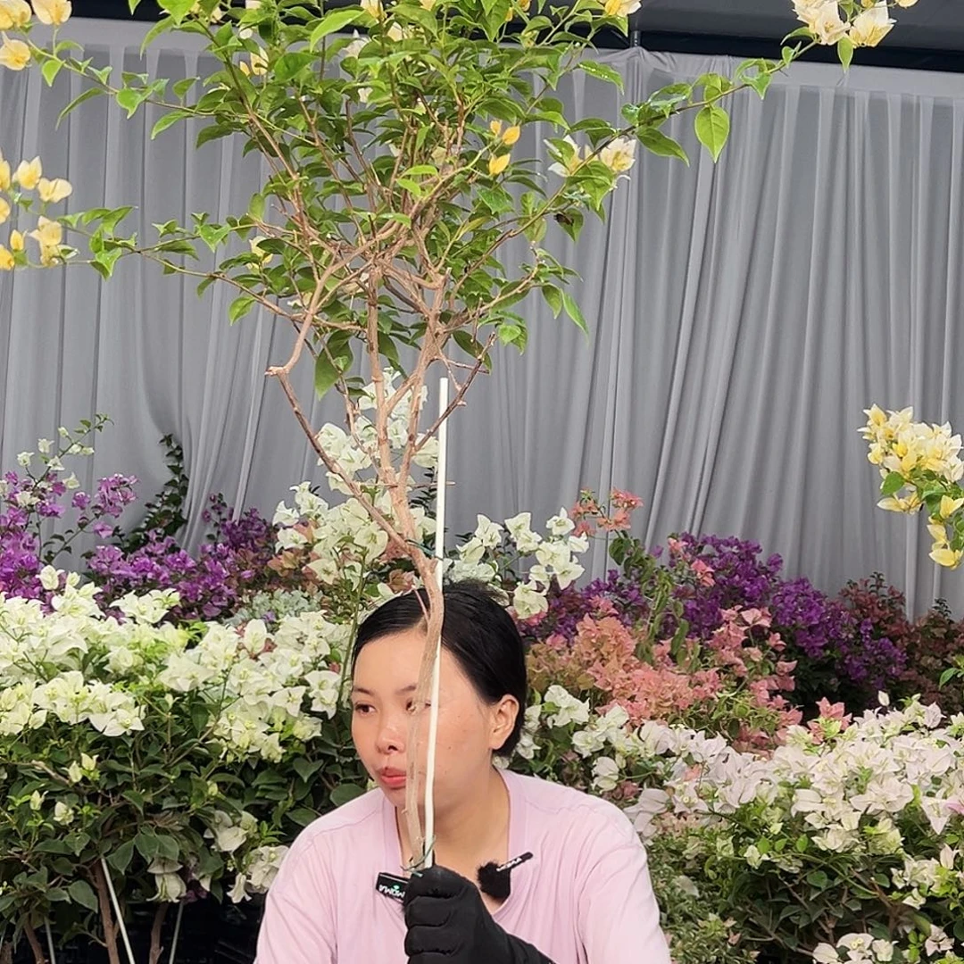 香****大部分花苞少量开放L85苏瓦娜