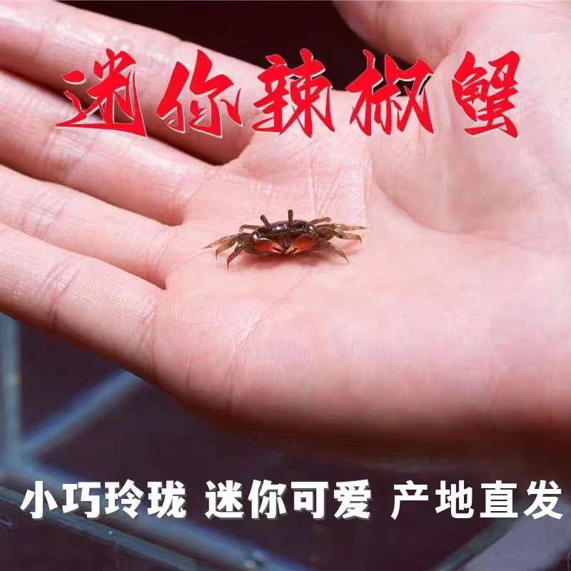 观赏蟹宠物蟹迷你辣椒蟹淡水深水可养豆豆蟹水族用品
