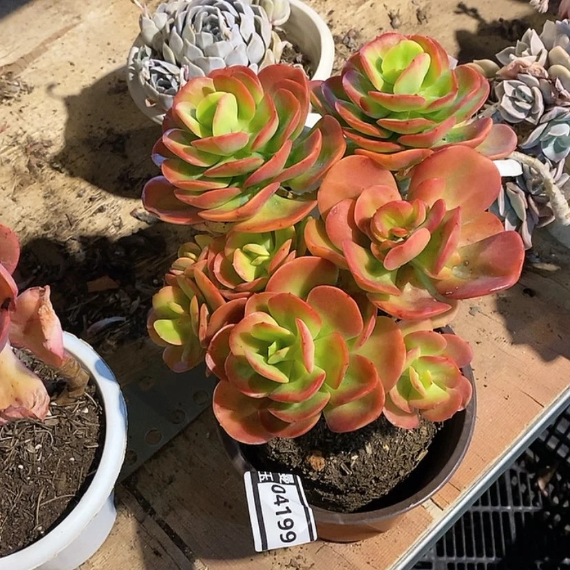 【闪购商品】红梅04199多肉