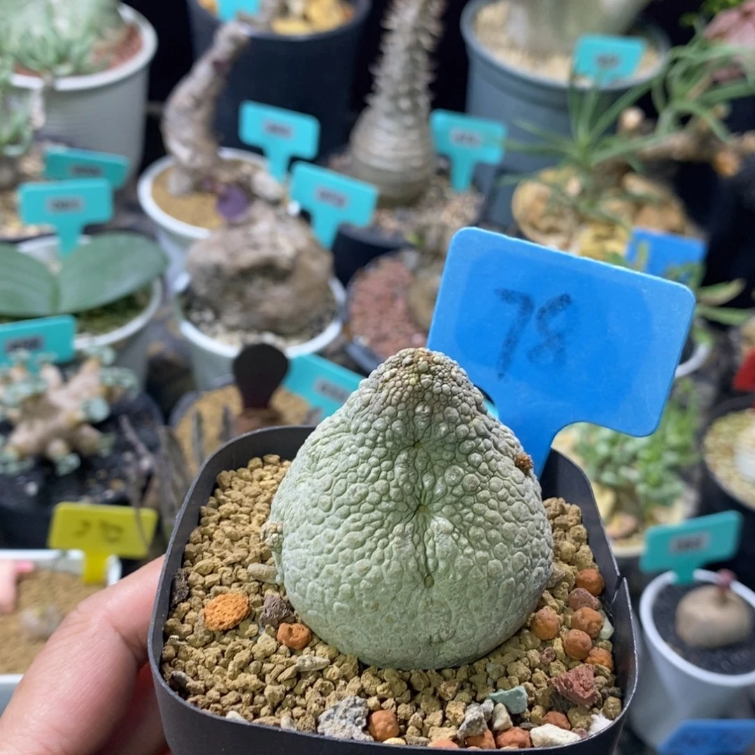 凝蹄玉多肉植物一个