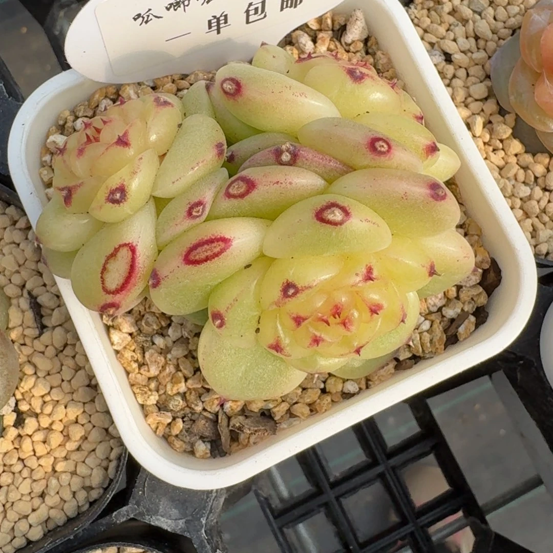 *‍****0152-宝拉群一颗