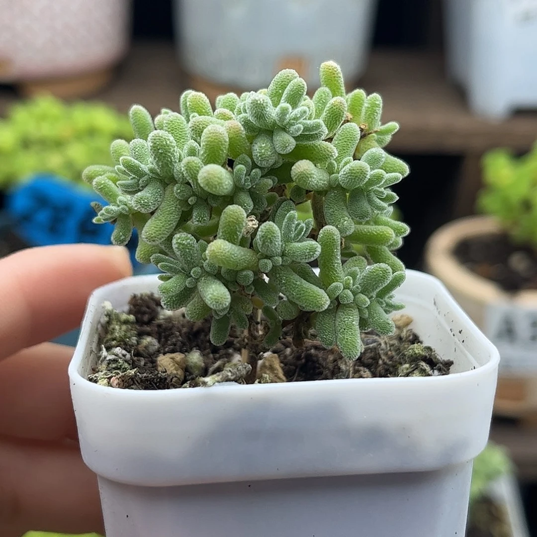 17紫冰晶优选枝干番杏