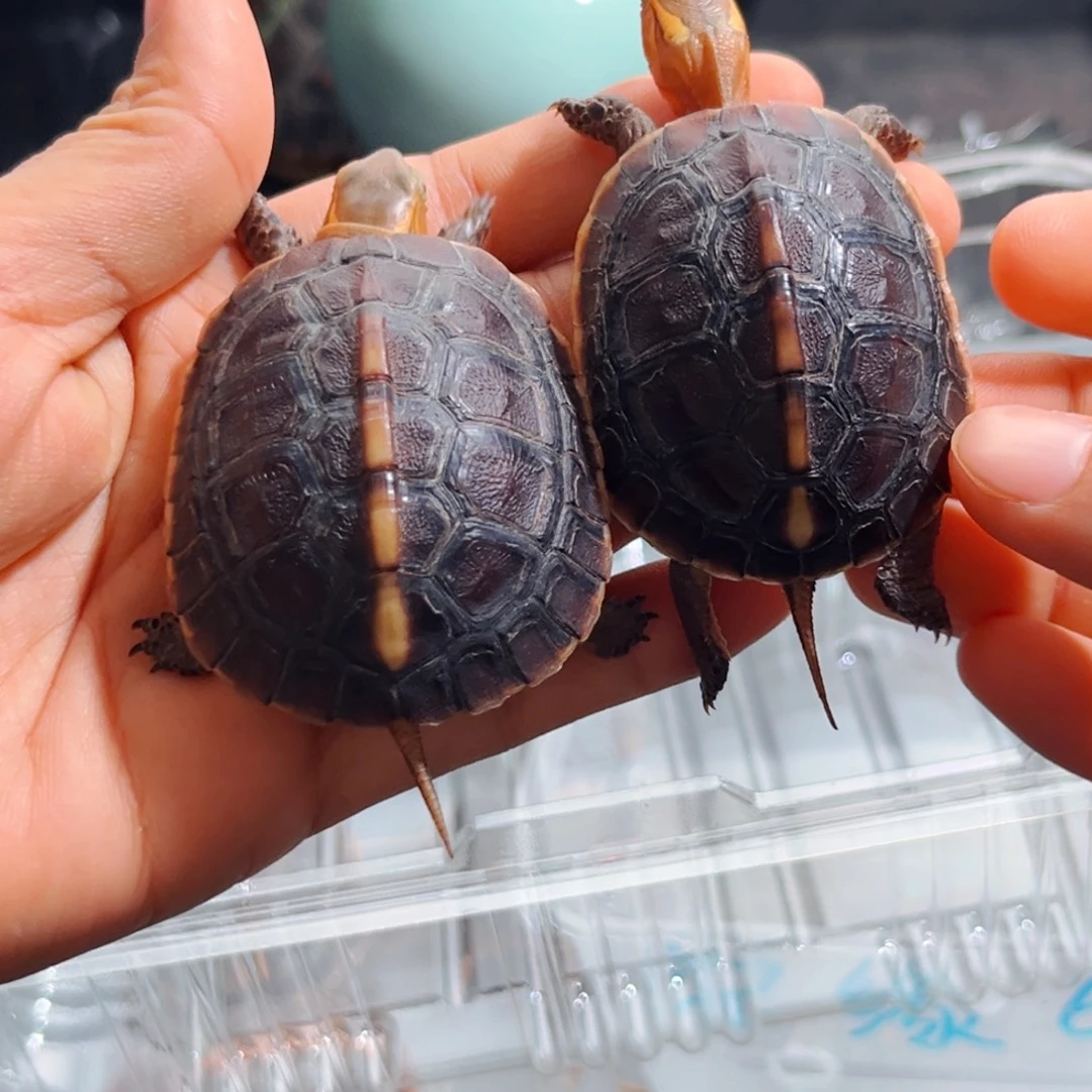 宠物龟不分公母直播间挑选活体可爱宠物龟