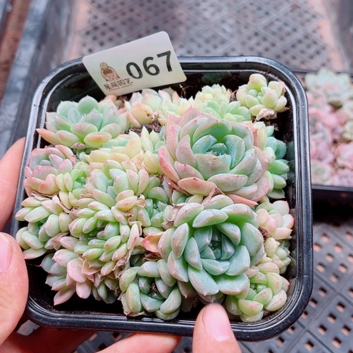 多肉植物多肉植物