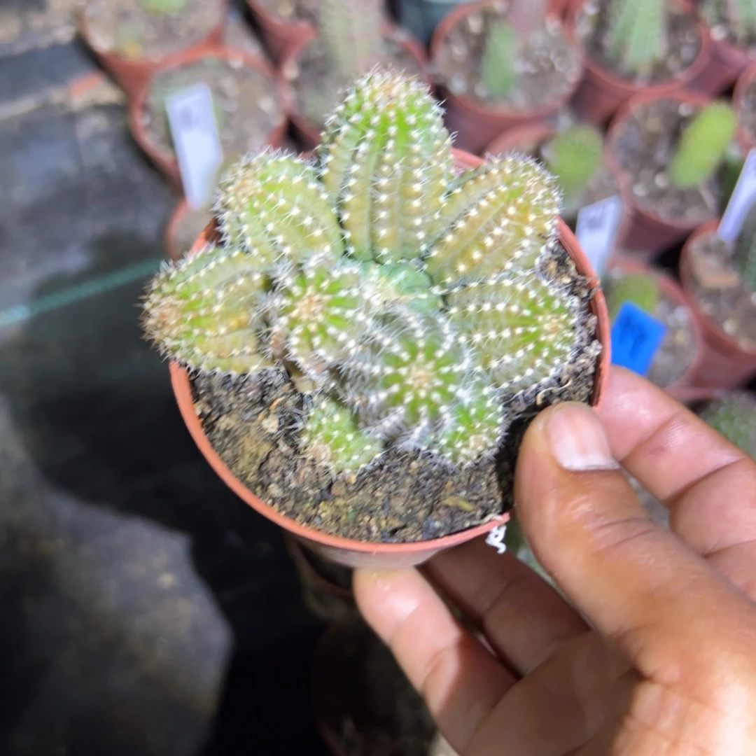 陈*子矮胖白檀1039白檀52