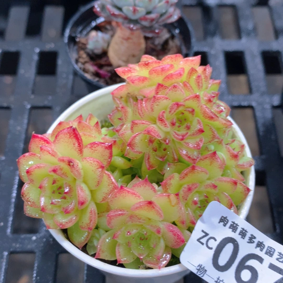 肉萌萌拇指盆精控多肉ZC067