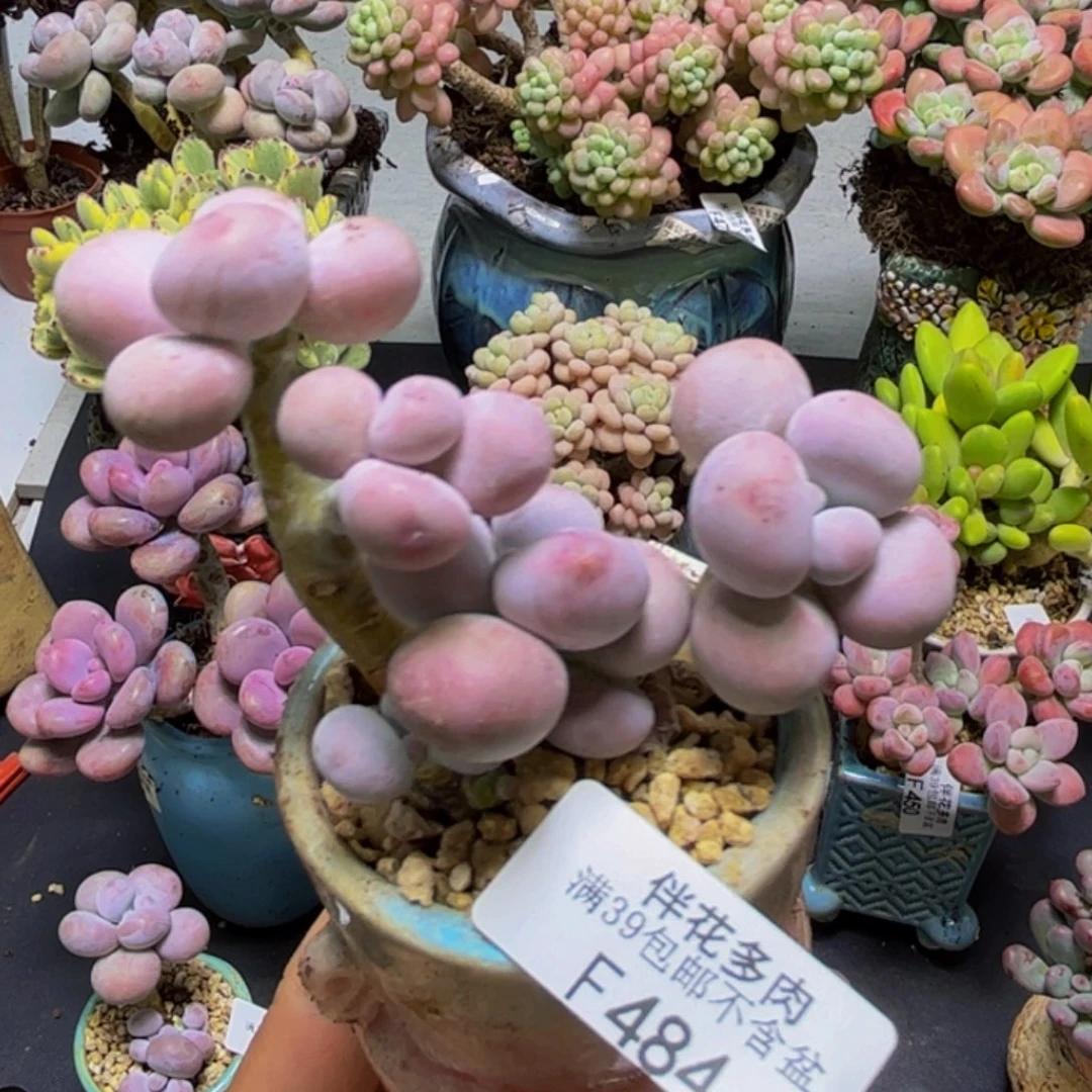 芭比奶酪484/8cm多肉