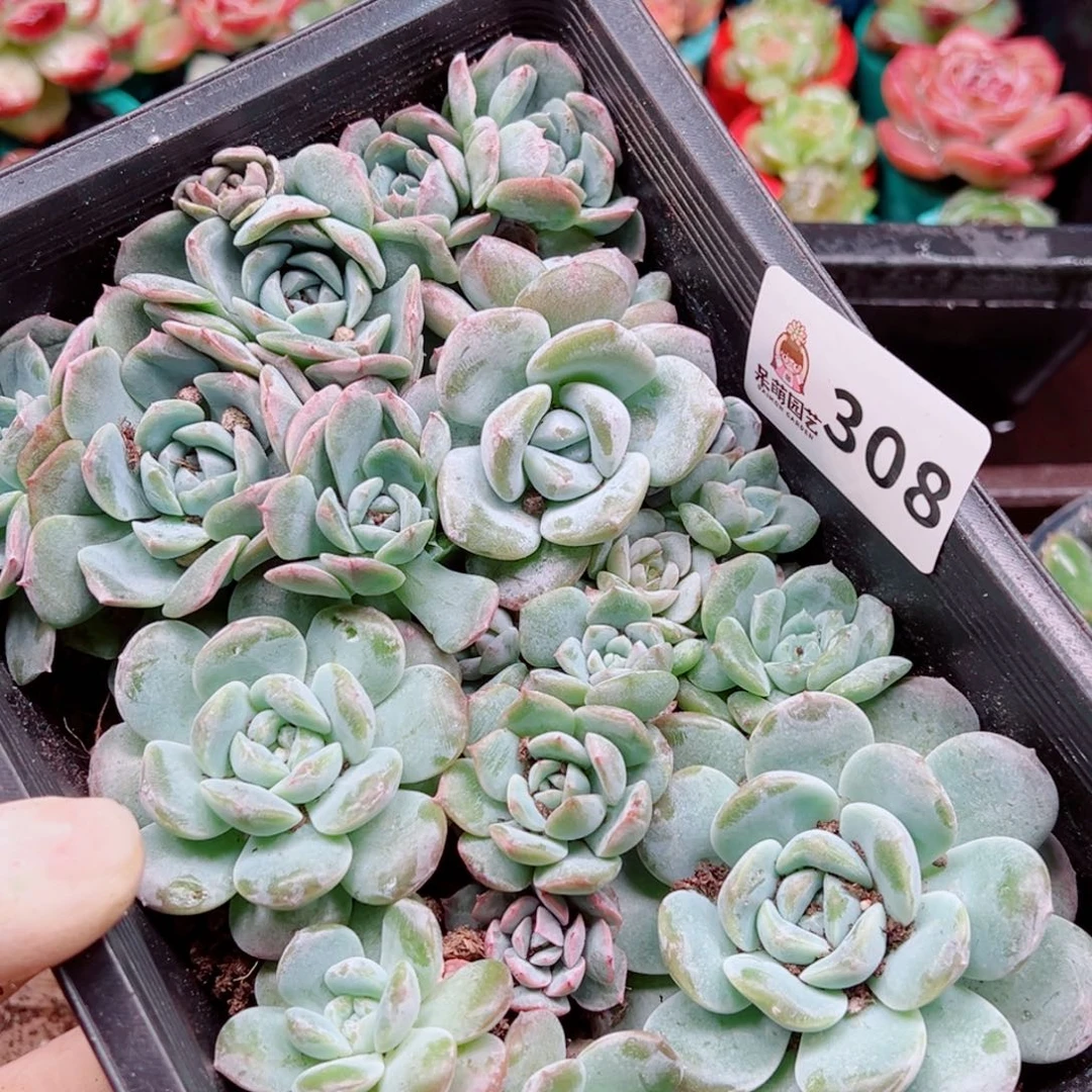 多肉植物多肉植物