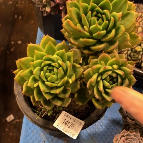 花*儿小翠花14120多肉