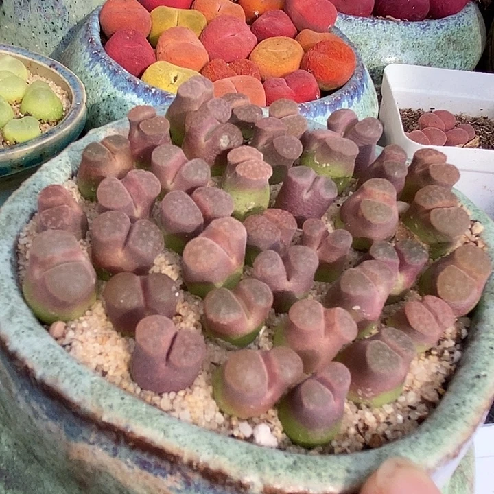 3514紫体磁铁一颗