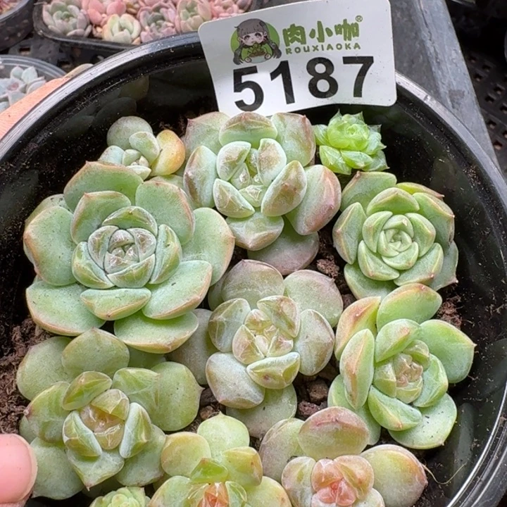 多肉植物多肉植物