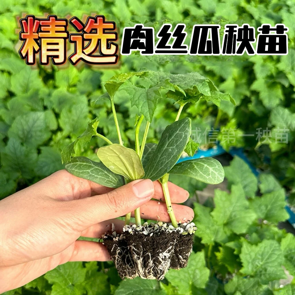 丝瓜苗早熟肉丝瓜苗长香丝瓜清香丝瓜苗阳台家庭院盆栽蔬菜丝瓜苗