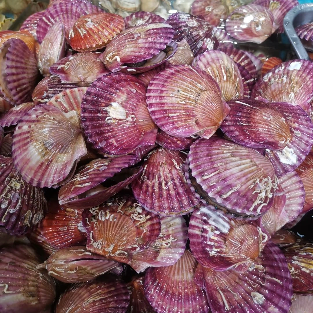 特价 鲜活小红贝9.9元/斤