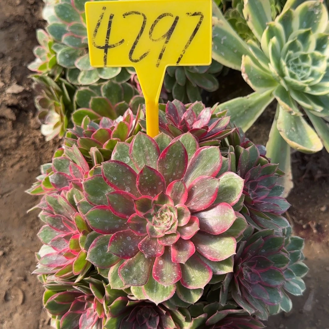 4297--莲花座多头多肉